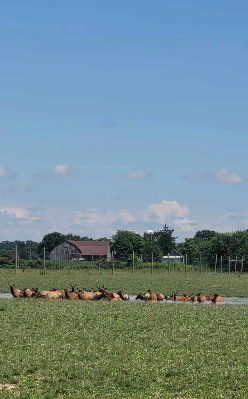 Irrigation and Agriculture
